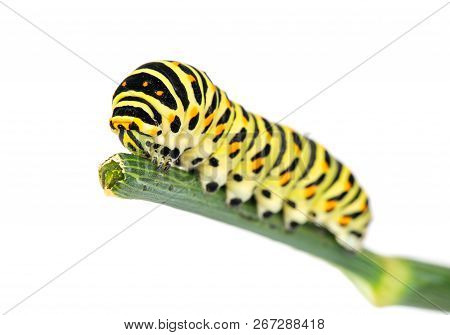 Swallowtail Caterpillar On Branch