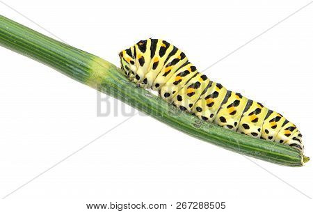 Swallowtail Caterpillar On Branch