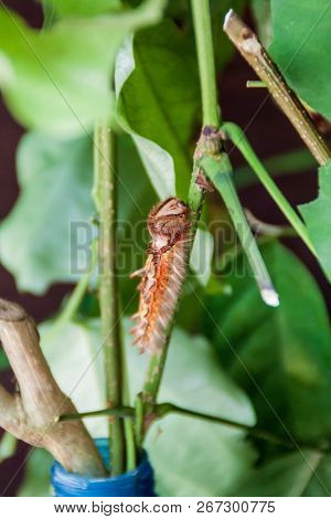 Larva Of Morpho Helenor Butterfly, Costa Rica