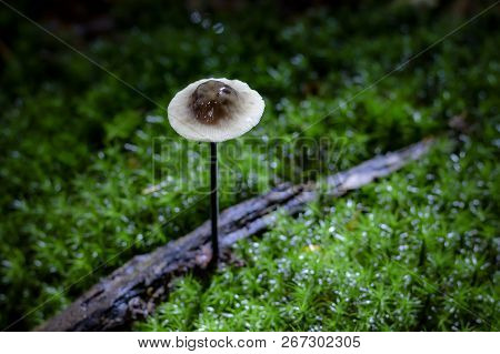Mycetinis Alliaceus Mushroom In Morning Light Growing On Green Moos