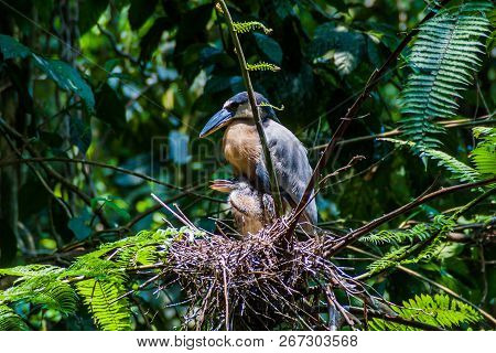 Boat-billed Heron Cochlearius Cochlearius With An Offsrping In A Forest Near La Fortuna, Costa Rica