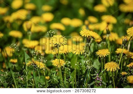 Dandelion Yellow Flower Growing On The Green Meadow In Spring Time, Natoral Seasonal Floral Backgrou