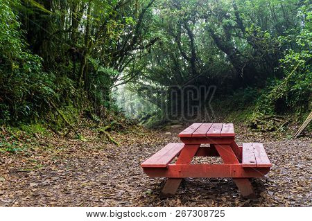 Picnic Table In A Cloud Forest Of Reserva Biologica Bosque Nuboso Monteverde, Costa Rica
