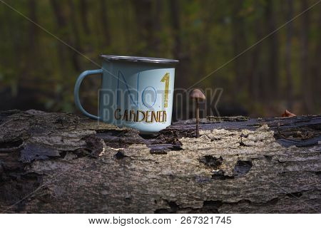 Fungus Mushroom Mycetinis Alliaceus Growing Near Metal Cup. No 1 Gardener
