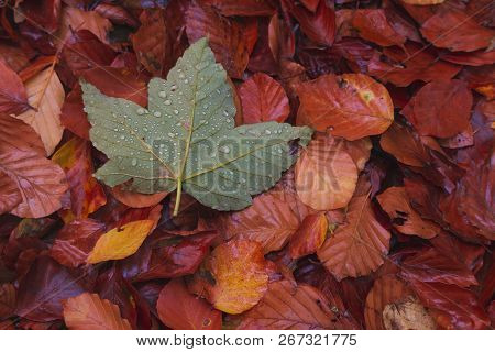 Green Leafs On Grund Between Another Orangle Leafs