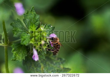 Ballota Nigra , Black Horehound Purple Flowers. Honeybees Collect Nectar From The Blooming False Net