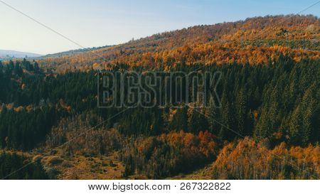 aerial flying abouve forest in autumn with colorful red and yellow trees on sunny day