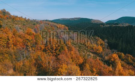 aerial flying abouve forest in autumn with colorful red and yellow trees on sunny day