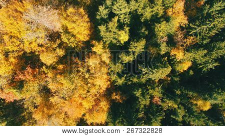 aerial flying abouve forest in autumn with colorful red and yellow trees on sunny day