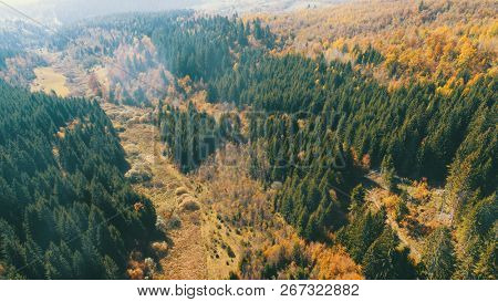 aerial flying abouve forest in autumn with colorful red and yellow trees on sunny day