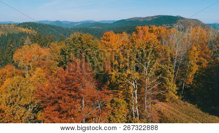 aerial flying abouve forest in autumn with colorful red and yellow trees on sunny day