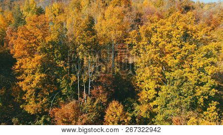 aerial flying abouve forest in autumn with colorful red and yellow trees on sunny day