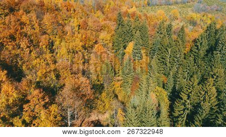 aerial flying abouve forest in autumn with colorful red and yellow trees on sunny day