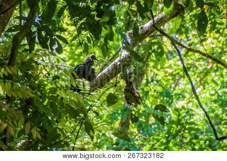 Juvenile Species Of Black Vulture Coragyps Atratus In National Park Manuel Antonio, Costa Rica