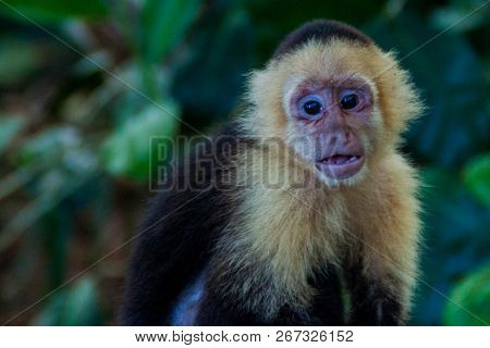 White-headed Capuchin Monkey Cebus Capucinus In National Park Manuel Antonio, Costa Rica