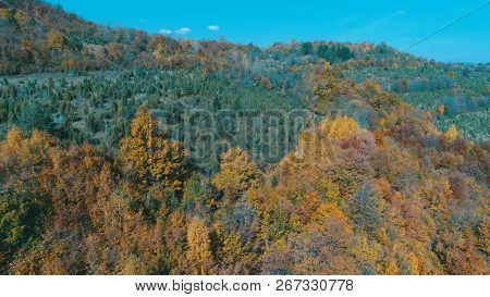 aerial flying abouve forest in autumn with colorful red and yellow trees on sunny day
