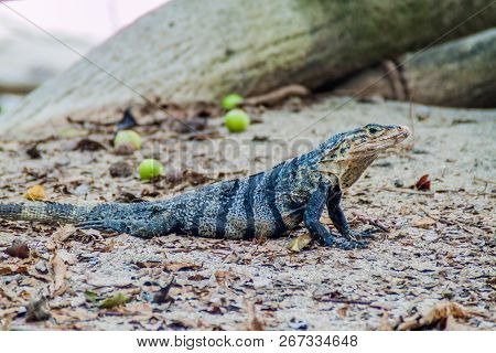 Black Spiny-tailed Iguana Ctenosaura Similis In National Park Manuel Antonio, Costa Rica