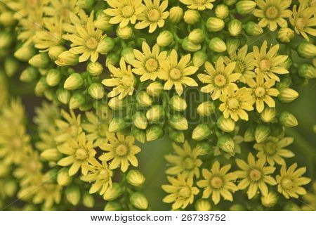 พวงดอกไม้ Aeonium Gomerense และอาหาร