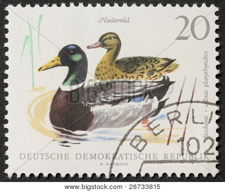 Allemagne - vers 1968 : un timbre imprimé en Allemagne montre image de colverts mâles et femelles de natation. GE