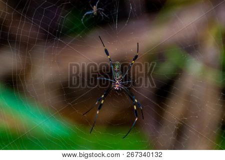 Golden Silk Orb-weaver Nephila Spider In Toruguero National Park, Costa Rica