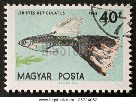 Ungheria - CIRCA 1962: un francobollo stampato in Ungheria spettacoli illustrazione di un Guppy - Lebistes Reticulatu