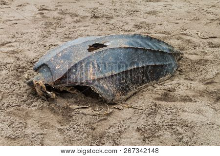 Empty Shell Of A Dead Leatherback Sea Turtle Dermochelys Coriacea At A Beach In Tortuguero National 