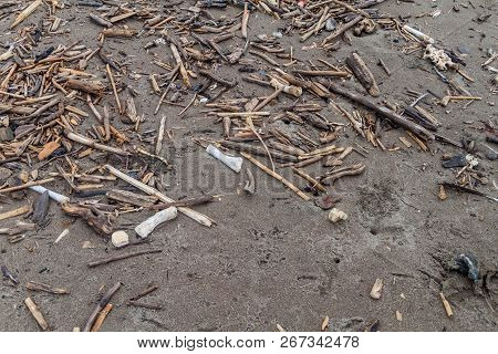 Scattered Bones Of A Dead Leatherback Sea Turtle Dermochelys Coriacea At A Beach In Tortuguero Natio