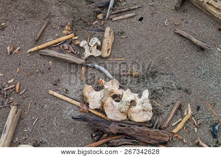 Scattered Bones Of A Dead Leatherback Sea Turtle Dermochelys Coriacea At A Beach In Tortuguero Natio