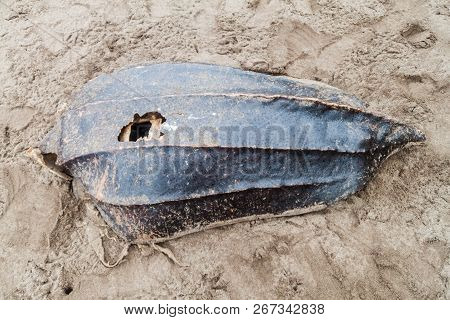Empty Shell Of A Dead Leatherback Sea Turtle Dermochelys Coriacea At A Beach In Tortuguero National 