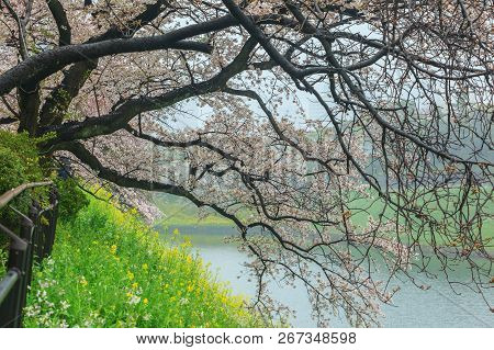 Sakura Cherry Blossom Tree With Raining At Chiyoda Park, Tokyo, Japan