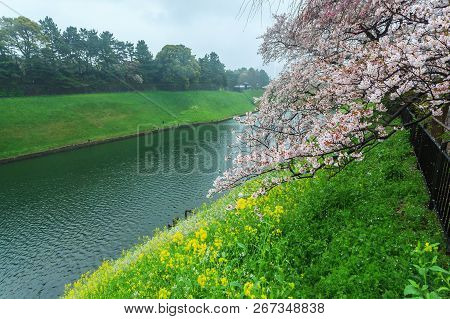 Sakura Cherry Blossom Tree With Raining At Chiyoda Park, Tokyo, Japan