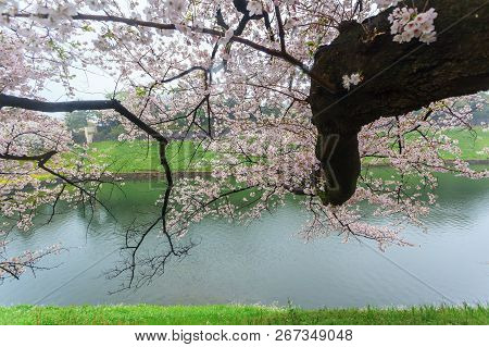 Sakura Cherry Blossom Tree With Raining At Chiyoda Park, Tokyo, Japan