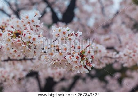 Close Up Sakura Cherry Blossom Background At Chidorigafuchi Park, Tokyo, Japan