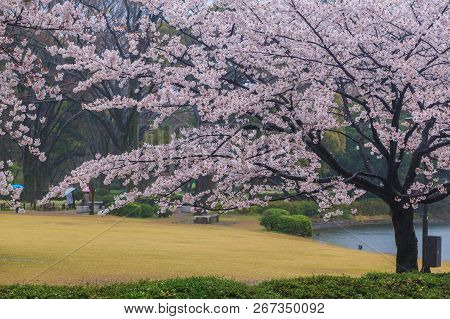 Beautiful Sakura Cherry Blossom Under Raining At Chidorigafuchi Park, Tokyo, Japan
