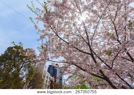 Beautiful Sakura Cherry Blossom In Ueno Park, Spring Season At Tokyo, Japan