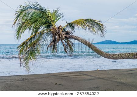 Palm On A Beach In Cahuita National Park, Costa Rica