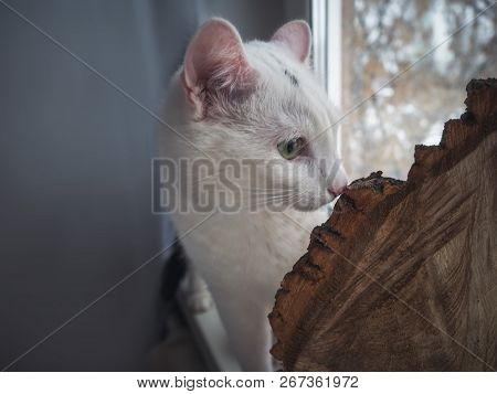 White Cat With Interest Looks At The Photophone From Sawn Wood