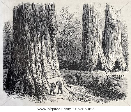 Antikke illustration af mænd, der arbejder til fældning sequoia for Union Pacific railroad passage. Oprettede b