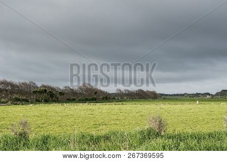Sun Illuminates  Yellow And Green Rural Field Below Dark Cloudy Sky In New Zealand Countryside.