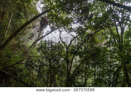 Cloud Forest In National Park Volcan Baru, Panama.