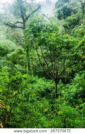 Cloud Forest In National Park Volcan Baru, Panama.