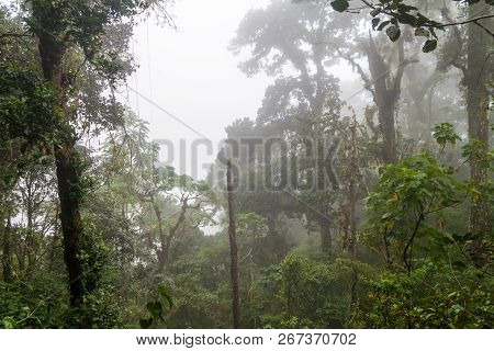 Cloud Forest In National Park Volcan Baru, Panama.