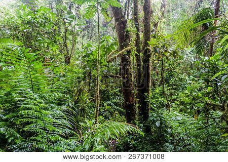 Cloud Forest In National Park Volcan Baru, Panama.