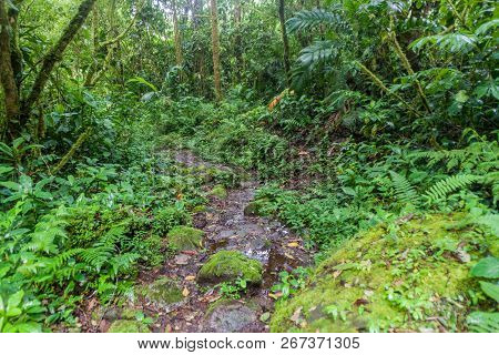 Hiking Trail Sendero Los Quetzales In National Park Volcan Baru During Rainy Season, Panama.