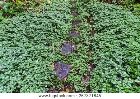 Anti Slip Measurements At Hiking Trail Sendero Los Quetzales In National Park Volcan Baru, Panama.