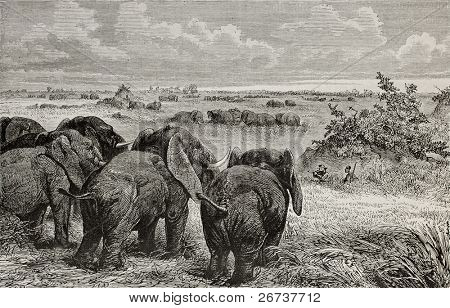 Gammal illustration av elefanter besättningar bete i pasturelands nära Vit Nile. Skapad av Zwecker, pub
