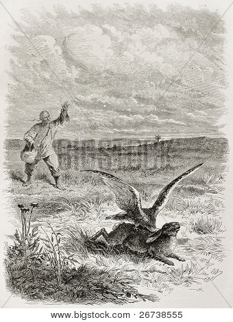 Staré ilustrace Falcon svíral kořist. Vytvořil(a) Bayard po náčrt Treves, publikované na Le
