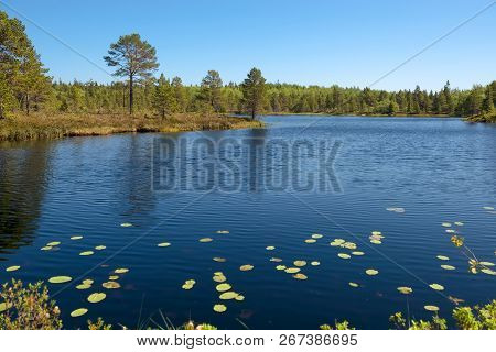 Forest Lake And Vegetation On Anzersky Island, Arkhangelsk Region, Russia