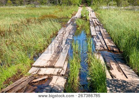 A Road Through A Bog Planked On Anzersky Island, Arkhangelsk Region, Russia