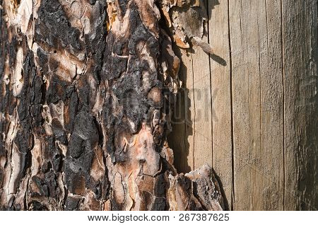 Pine Tree Texture Background. Close Up Photo.